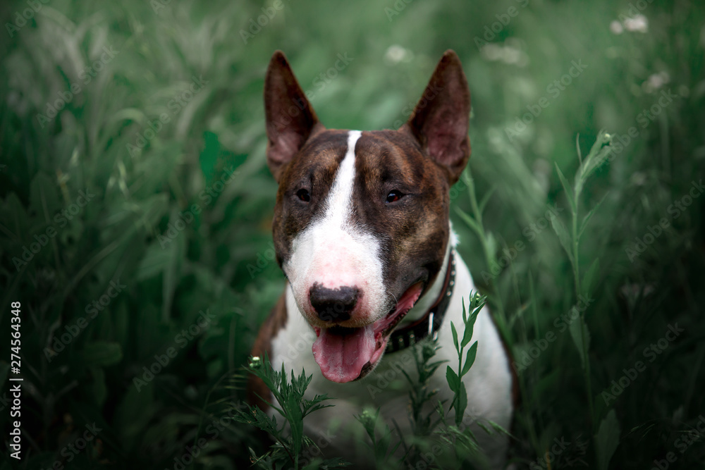 Beautiful dog breed bull terrier on nature