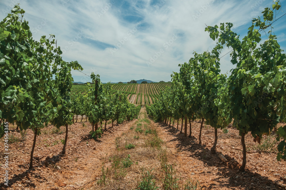 Parallel vines going up the hill in a vineyard near Estremoz