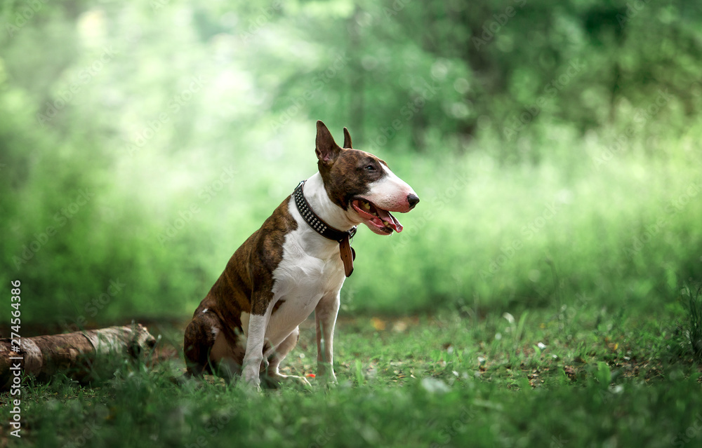 Beautiful dog breed bull terrier on nature Beautiful dog breed bull terrier on nature