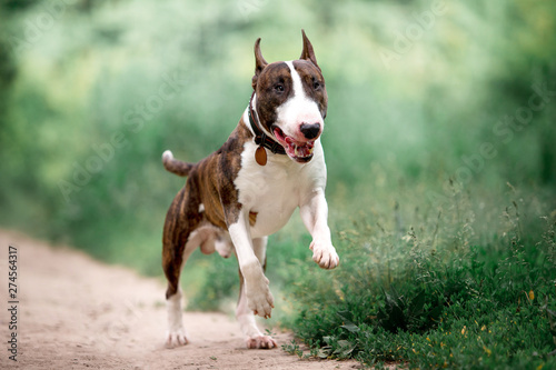 Beautiful dog breed bull terrier on nature