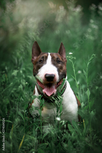 Beautiful dog breed bull terrier on nature