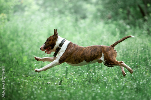 Photo Beautiful dog breed bull terrier on nature