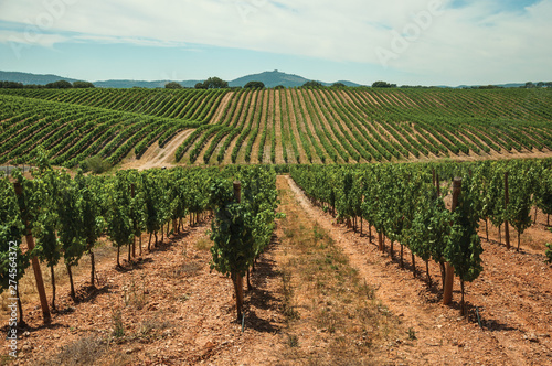 Parallel vines going up the hill in a vineyard near Estremoz
