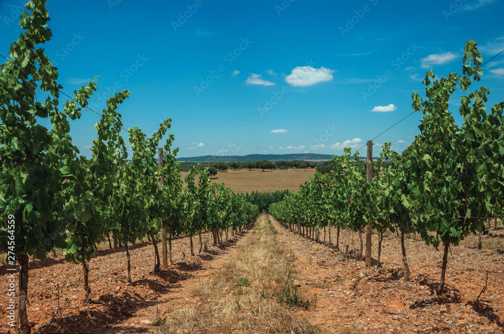 Vines going down the hill in a vineyard near Estremoz