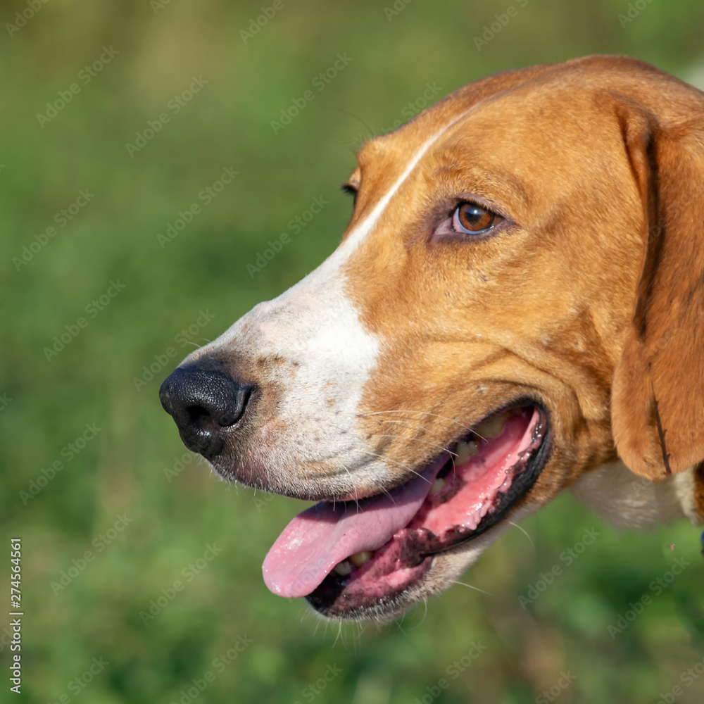 Dogs hunting breeds in the morning on a walk in the Park.