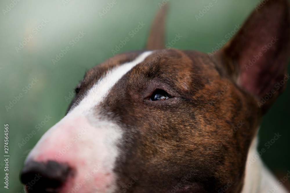 Beautiful dog breed bull terrier on nature Beautiful dog breed bull terrier on nature