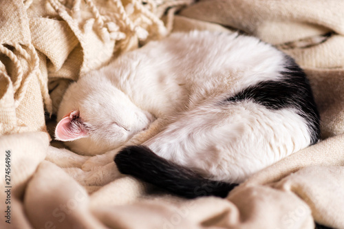 black and white cat