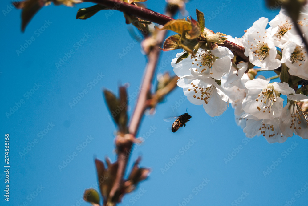 Fiori di ciliegio danno il benvenuto alla primavera Fiori di ciliegio danno il benvenuto alla primavera