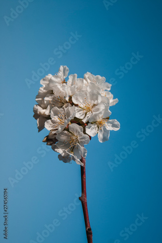 Fiori di ciliegio danno il benvenuto alla primavera photo