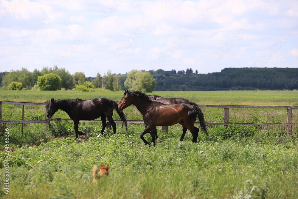 Fototapeta premium Herd of horses galloping across the field