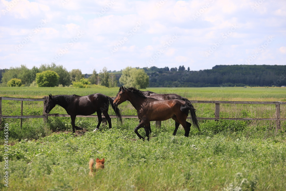 Herd of horses galloping across the field