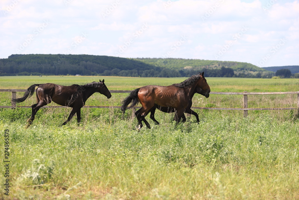 Herd of horses galloping across the field Herd of horses galloping across the field