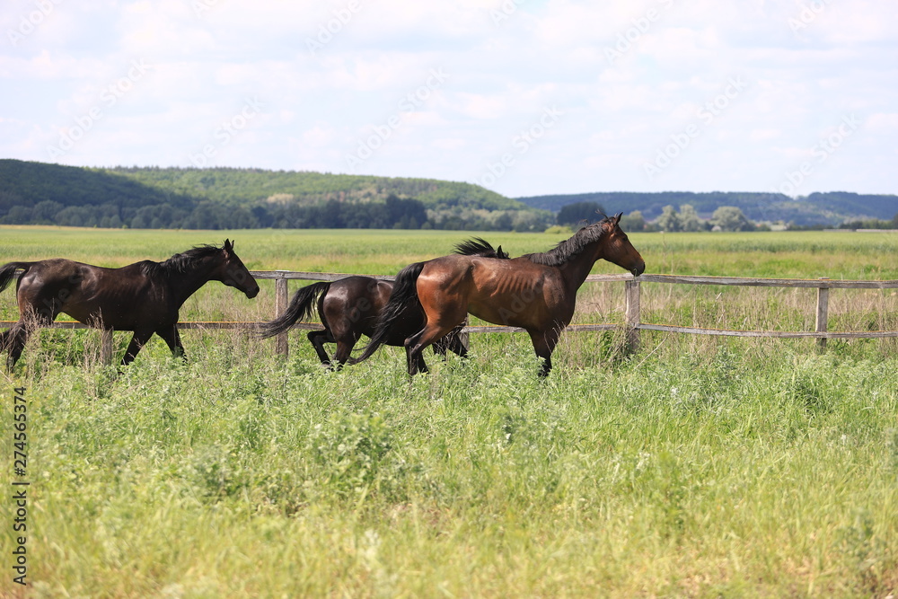 Herd of horses galloping across the field Herd of horses galloping across the field