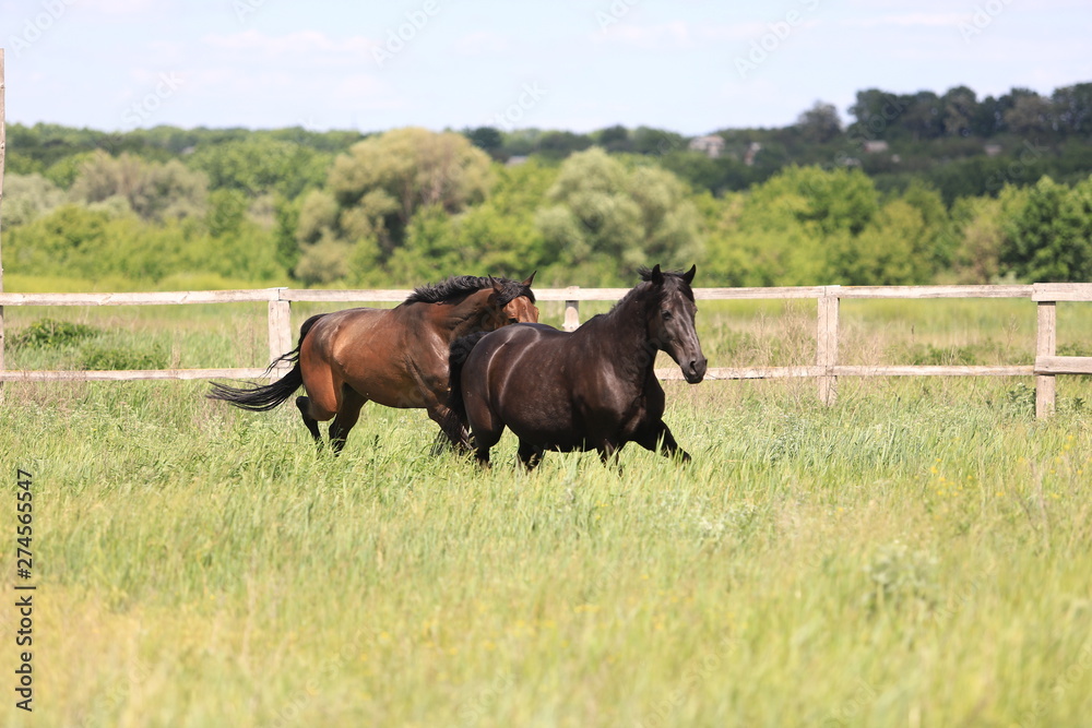 Herd of horses galloping across the field Herd of horses galloping across the field