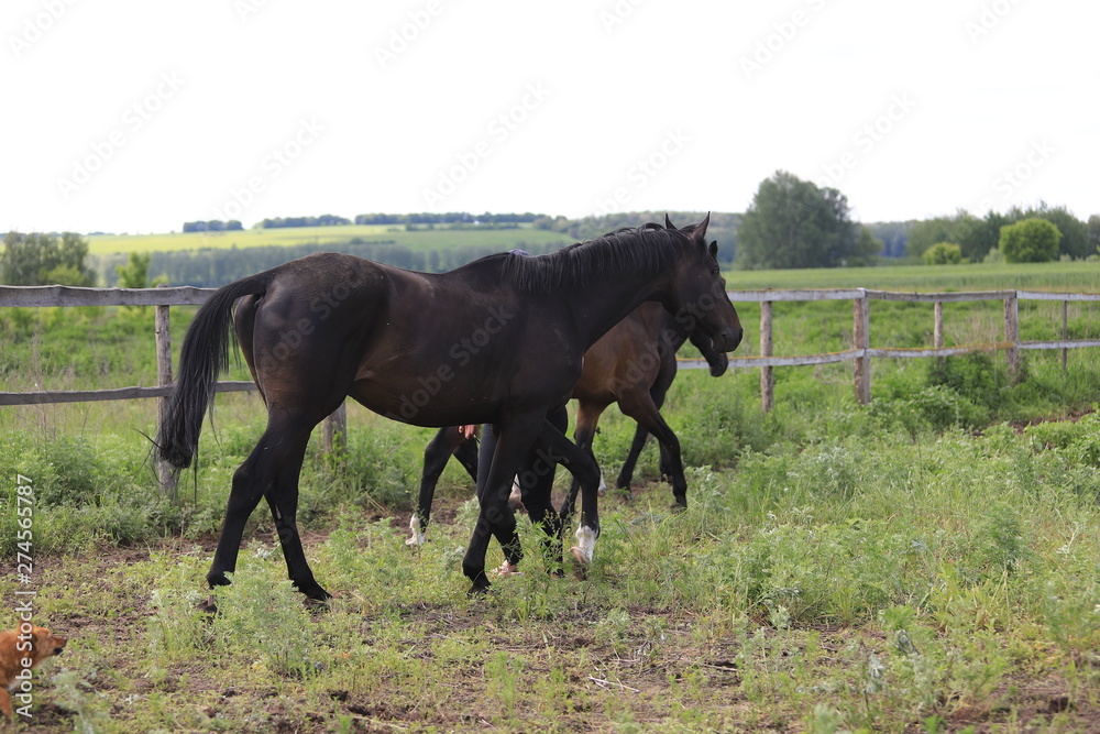 Herd of horses galloping across the field Herd of horses galloping across the field