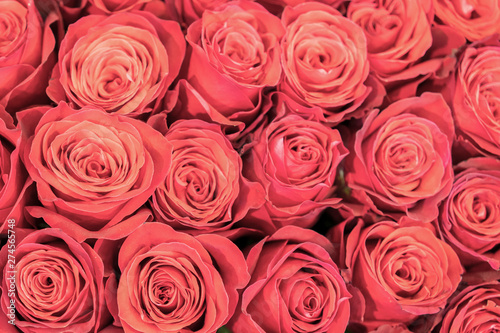 Background of pink and peach roses. Fresh pink roses. A huge bouquet of flowers. The best gift for women