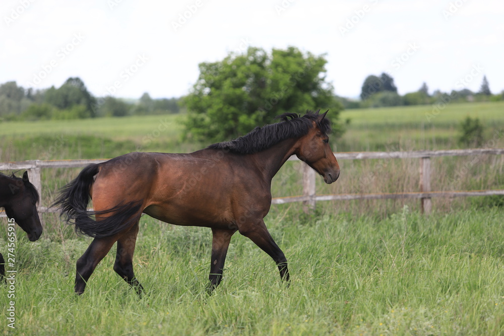 Herd of horses galloping across the field Herd of horses galloping across the field
