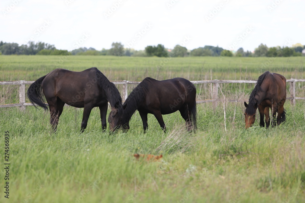 Herd of horses galloping across the field