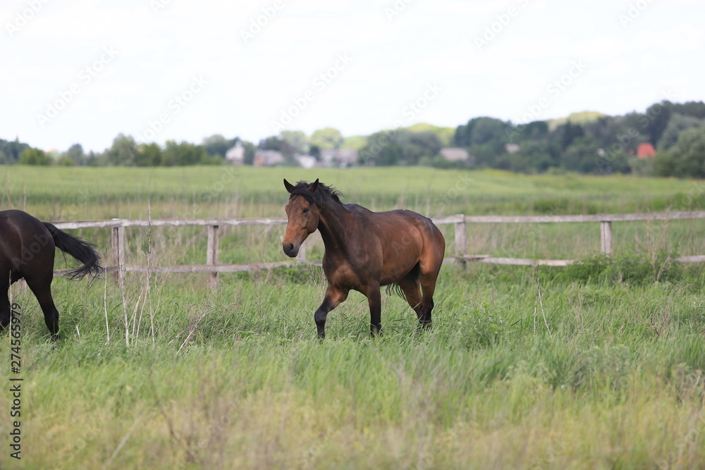 Herd of horses galloping across the field Herd of horses galloping across the field