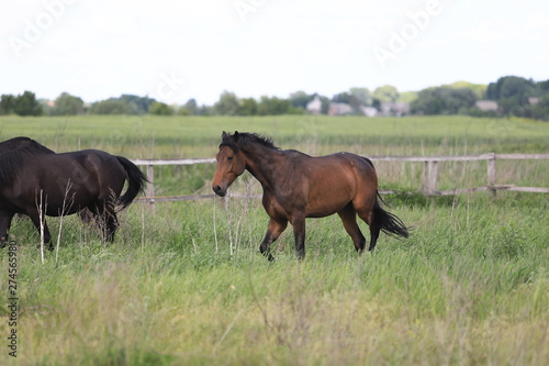 Herd of horses galloping across the field