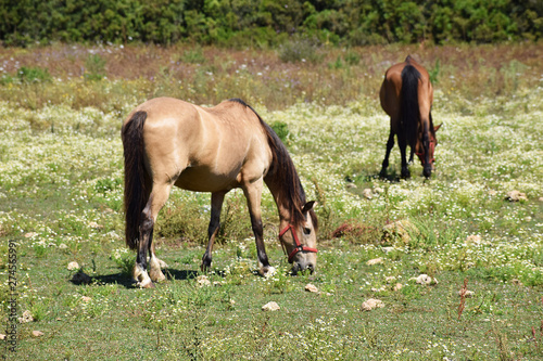 horses in the field © veseba