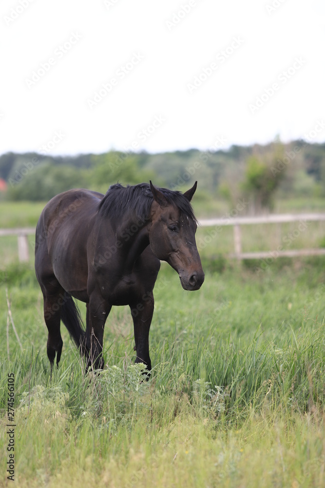 Herd of horses galloping across the field Herd of horses galloping across the field