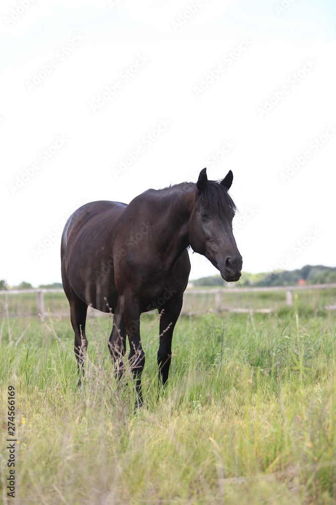 Herd of horses galloping across the field Herd of horses galloping across the field
