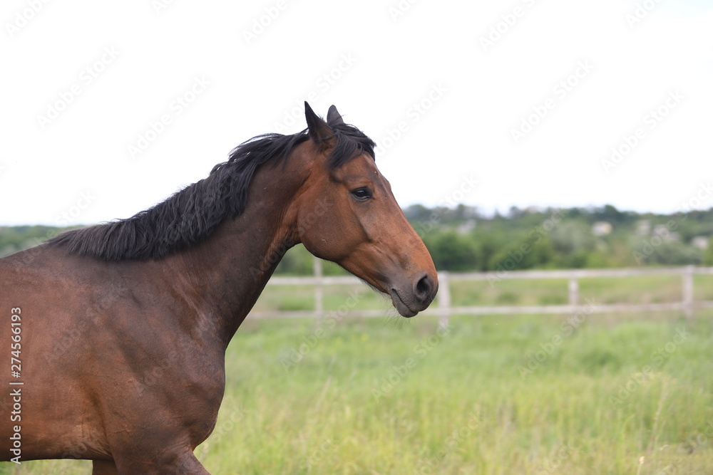 Herd of horses galloping across the field