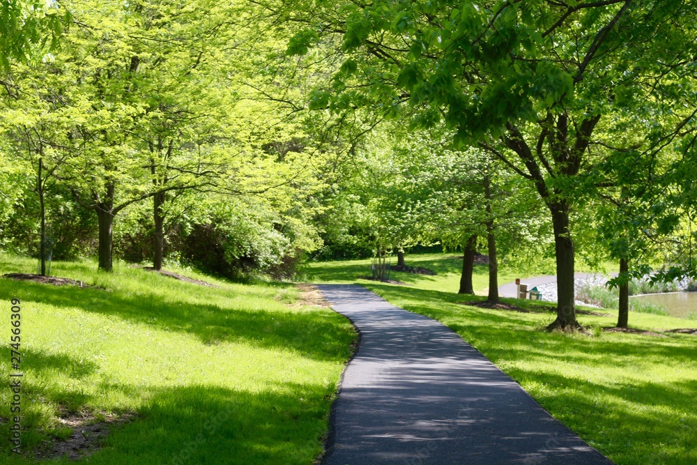 The long pathway under the trees in the park.