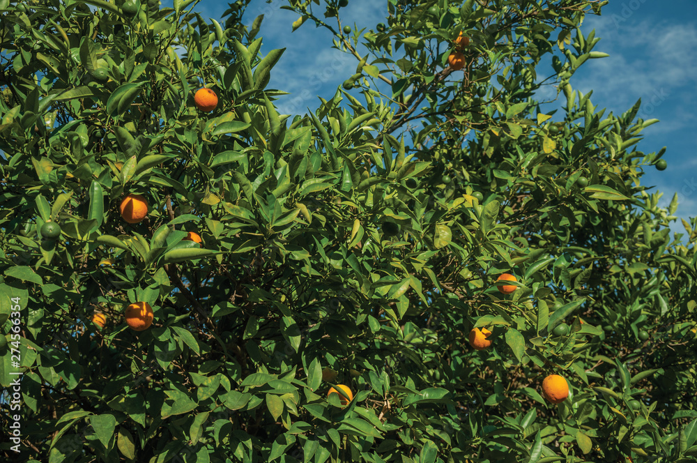 Ripe oranges on branches in a farm