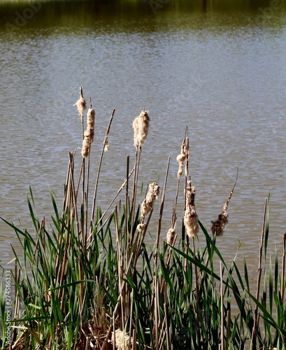 The cattails with the water of the lake in the background.