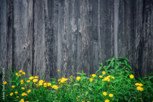 yellow flowers and green grass on wooden wall background