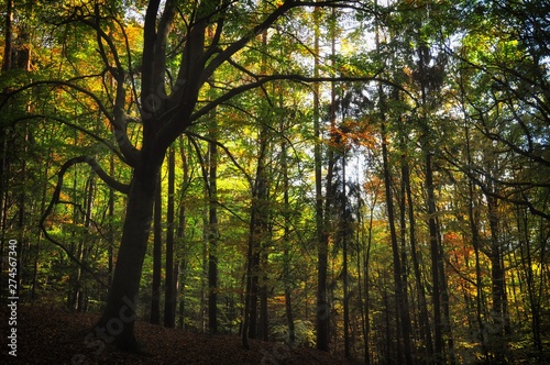 Creepy broad leaf trees forest at autumn / fall daylight