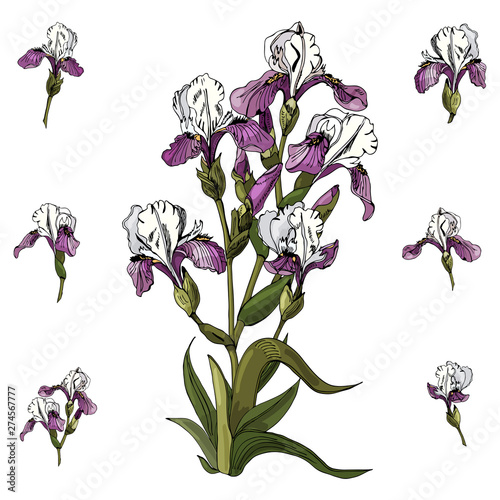 Set of bouquet  and single buds of iris flowers. Hand drawn ink and colored sketch. Collection of color  elements isolated on white background