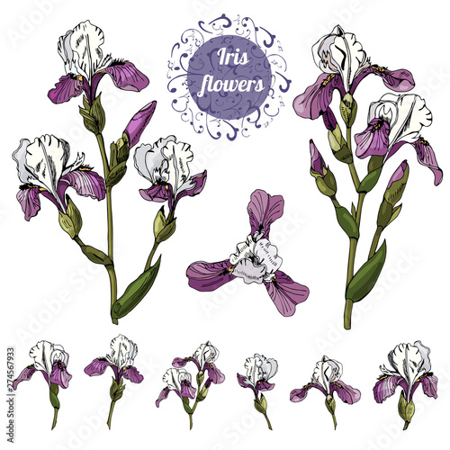 Branchs and single buds of iris flowers. Hand drawn ink and colored sketch. Collection of color  elements isolated on white background.