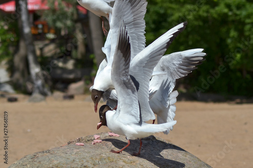 Seagulls on the Gulf of Finland