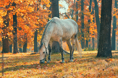 Horse grazing in the forest under trees with yellow and red leaves, fall season theme photo