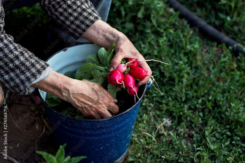 Fototapeta premium woman washes radish in a bucket in the garden