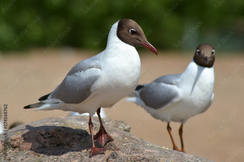 Seagulls on the Gulf of Finland Seagulls on the Gulf of Finland