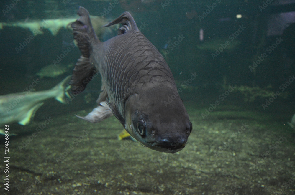 Fototapeta premium Tropical fish in aquarium, Berlin