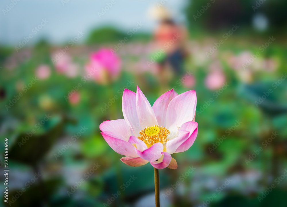 Closeup pink lotus blooming with blurry leaf field background. Closeup pink lotus blooming with blurry leaf field background.