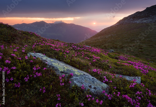 Rhododendron flowers at the sunset. Rodna Mountains, Romania