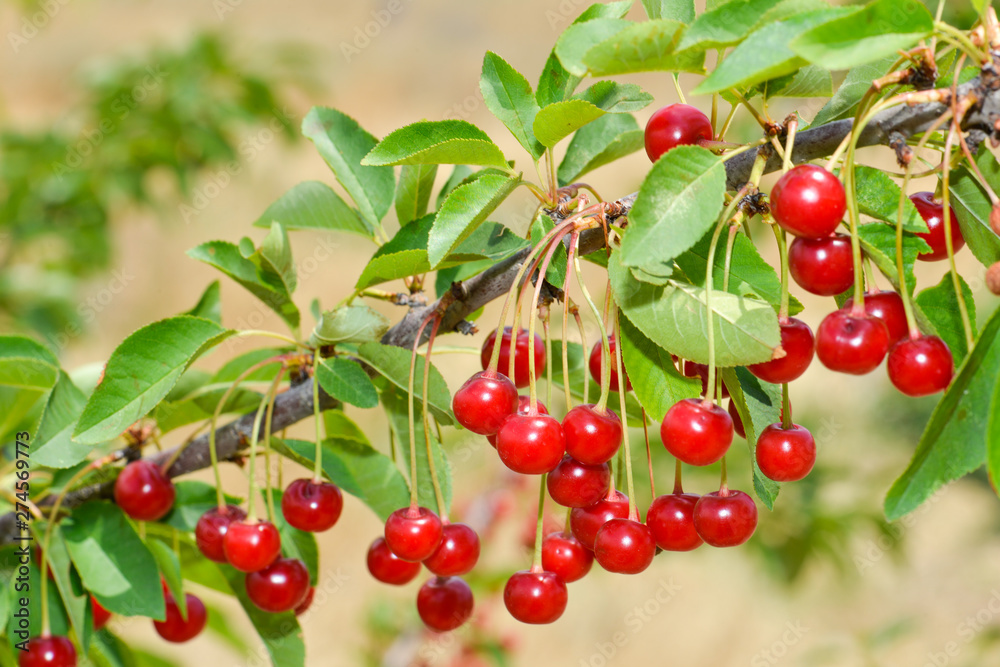 Berries of red cherry on a branch Berries of red cherry on a branch