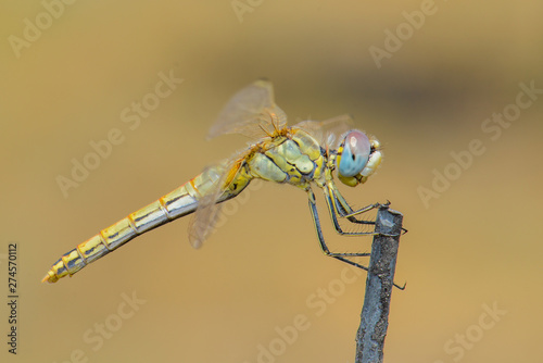 Dragonfly Sitting On A Stick
