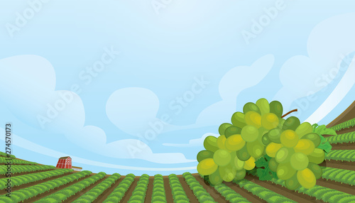 Vector landscape of vineyard with grapevine and blue sky background.