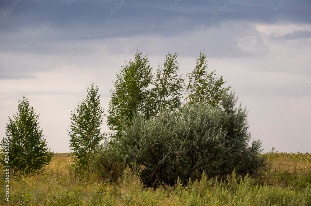 Fototapeta premium Gold meadow with lonely green trees far away and blue calm tender sky above. Yellow dry grass. Electric poles in the field. Travelling. Ural landscapes