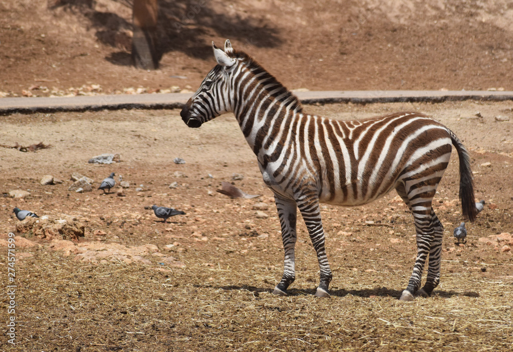 Zebra in Africa. Zebra stands on the ground. Zebra in Africa. Zebra stands on the ground.