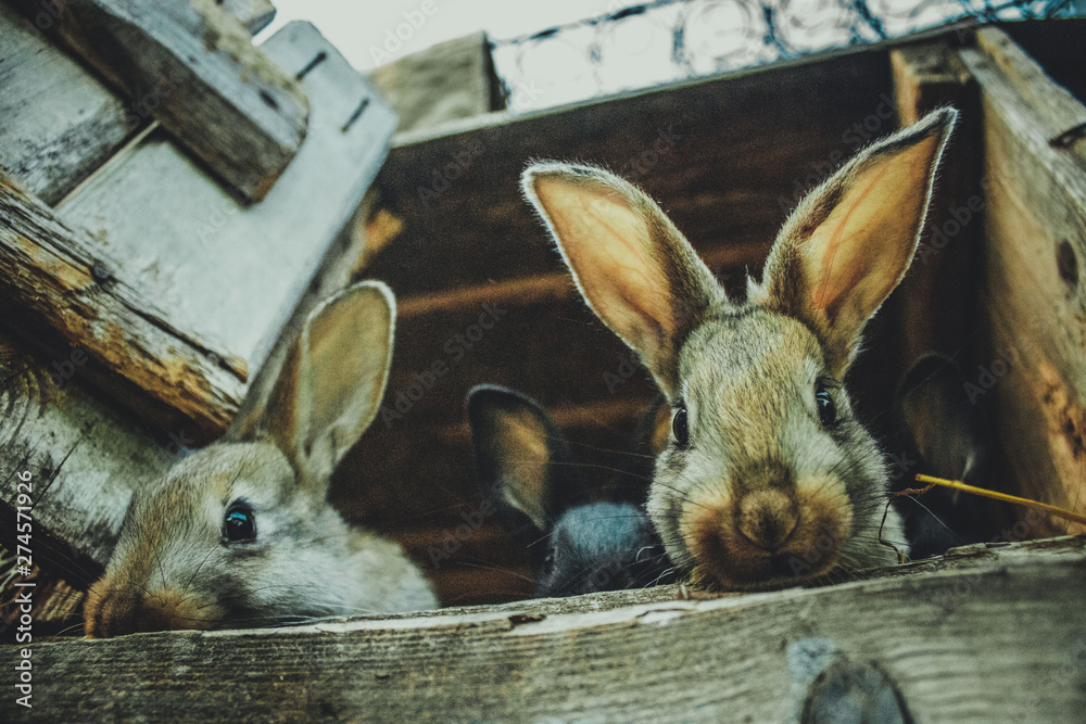 Obraz premium animals, nature