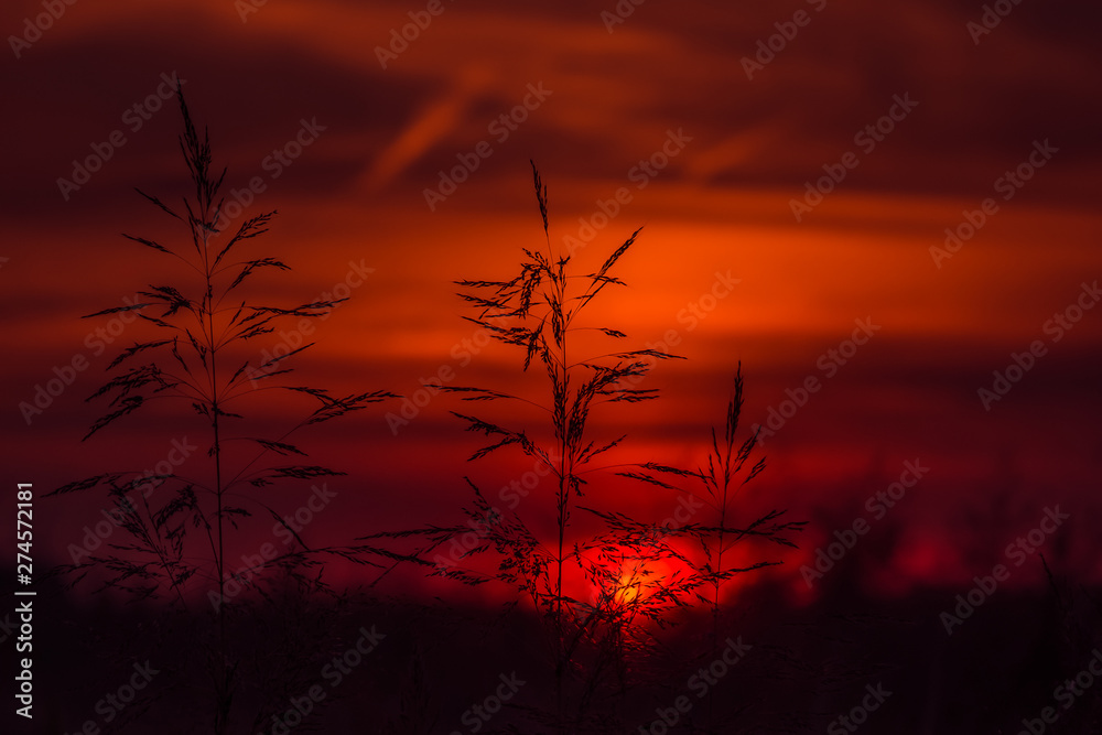Polna roślinność i ognisty zachód słońca - obrazy, fototapety, plakaty 