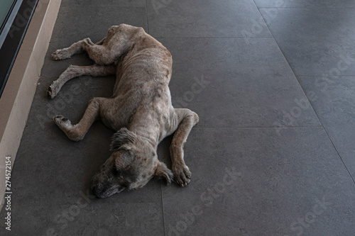 A dirty lonely vagrant dog lie down on the floor photo